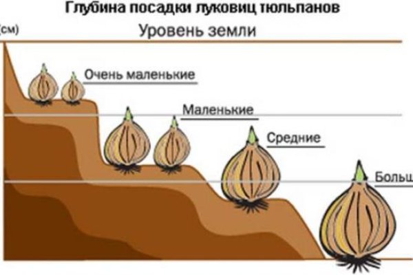 Пиратия кракен